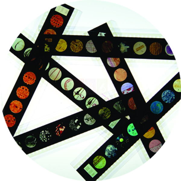 Microslide Body Defences Against Infection